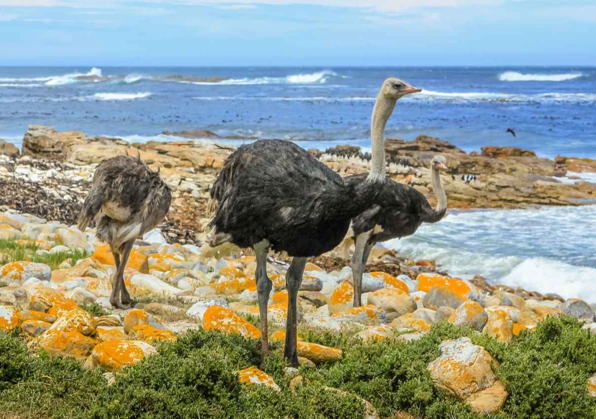 Чепменс-Пик